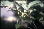 leaf and flower